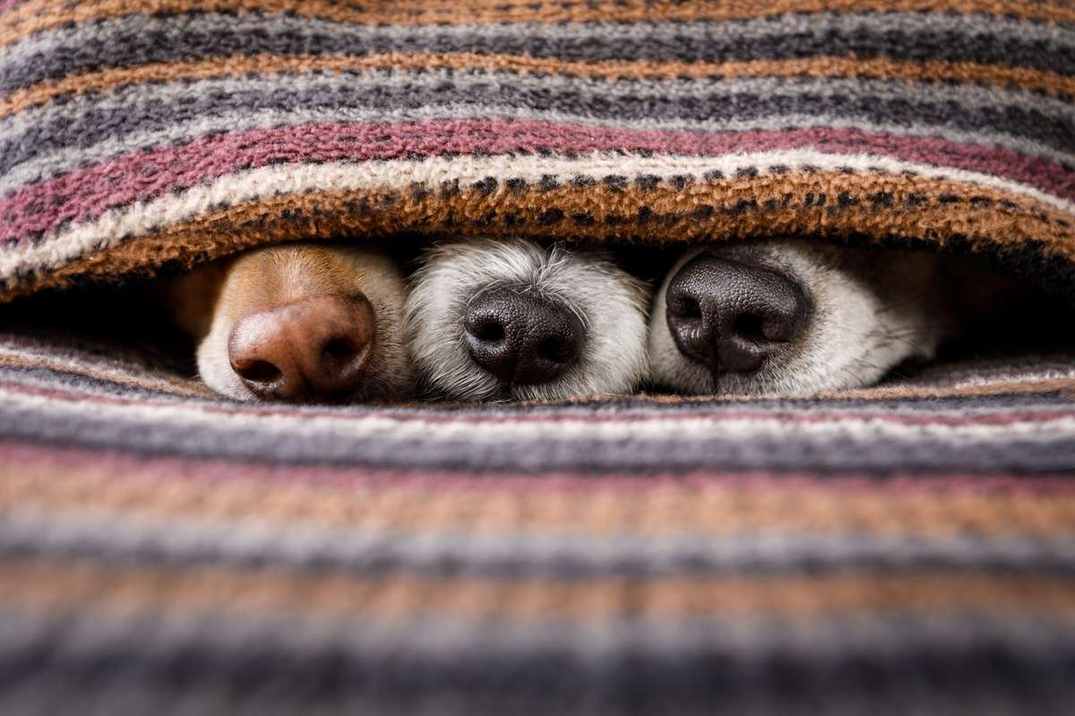 Dogs under blanket together (R) (S)