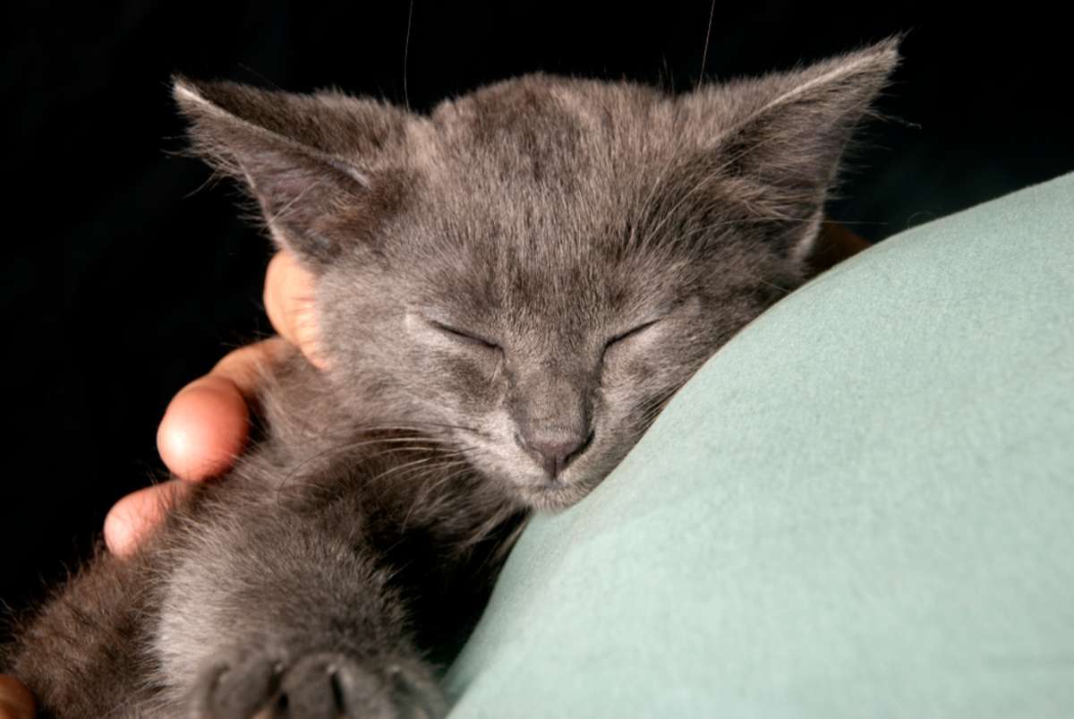 Tiny Grey Kitten Held Against a Womans Chest (R) (S)
